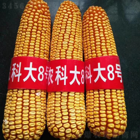 紅軸農(nóng)科大8號(hào)玉米種子-敦煌飛天-中亞農(nóng)業(yè) 紅軸農(nóng)科大8號(hào)玉米種子-敦煌飛天-中亞農(nóng)業(yè)