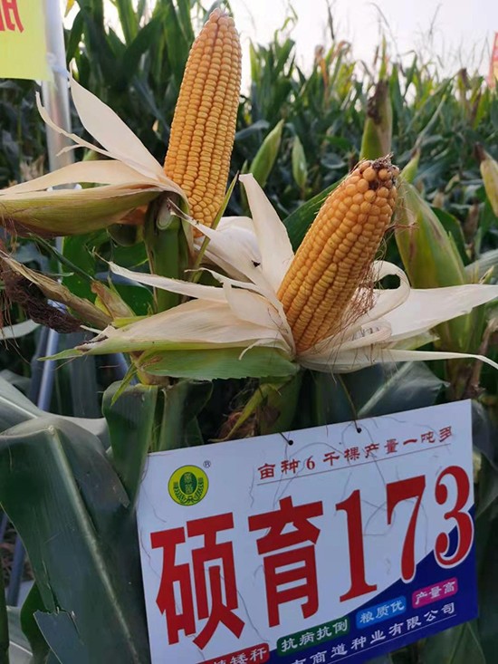 T1734500-׷N-̵NI(y)