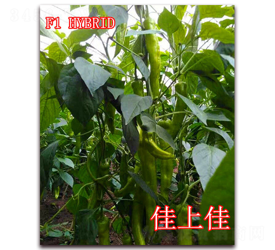 佳上佳-辣椒種子-冠盛農(nóng)業(yè)
