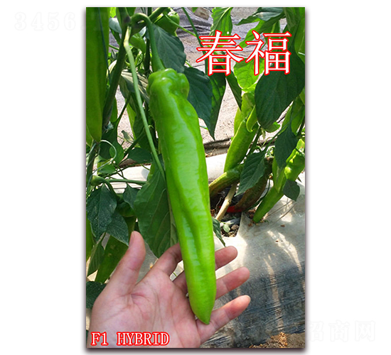 春福-辣椒種子-冠盛農(nóng)業(yè)