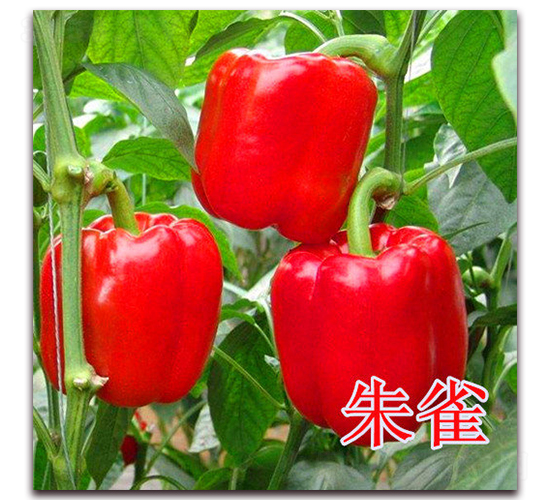 朱雀-辣椒種子-冠盛農(nóng)業(yè)