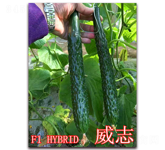 威志-黃瓜種子-冠盛農業(yè)