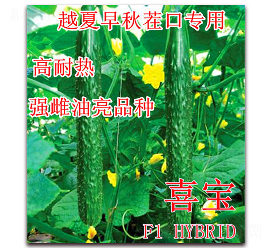 喜寶-黃瓜種子-冠盛農業(yè)