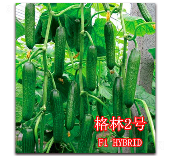 格林2號-黃瓜種子-冠盛農(nóng)業(yè)