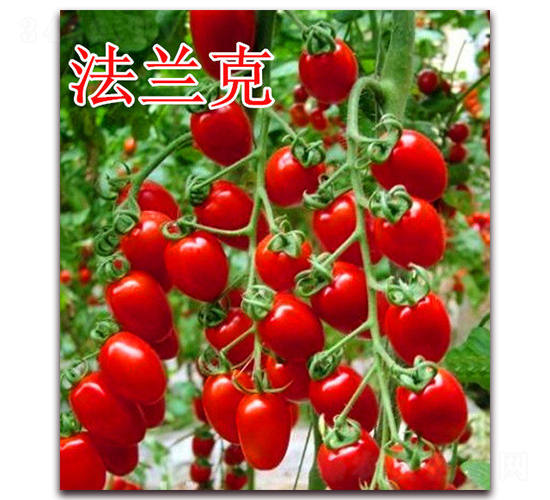 法蘭克-番茄種子-冠盛農(nóng)業(yè)