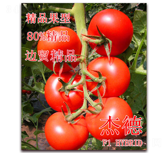 杰德-番茄種子-冠盛農(nóng)業(yè)