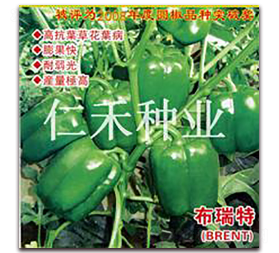 布瑞特（BRENT）-甜椒種子-仁禾種業(yè)