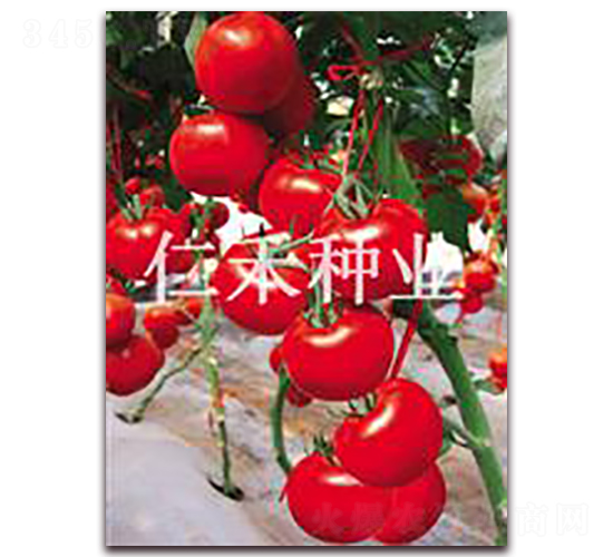 安娜（ANNA）-紅果番茄種子-仁禾種業(yè)
