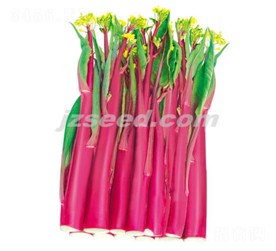紫菱十號-菜薹種子-現(xiàn)代種業(yè)