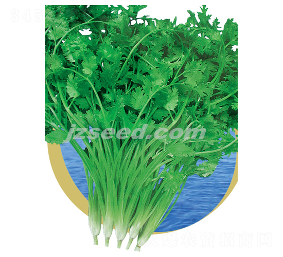 澳優(yōu)四季耐抽芫荽-芫荽種子-現(xiàn)代種業(yè)