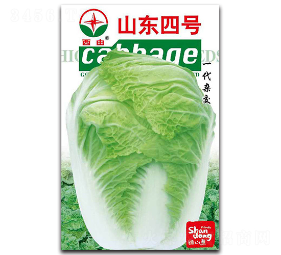 山東四號(hào)-白菜種子-西由