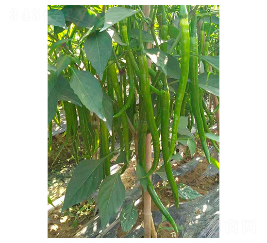 川椒19號(hào)-辣椒種子-川椒種業(yè)