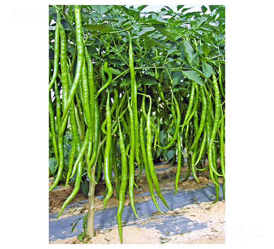 川椒20號-辣椒種子-川椒種業(yè)