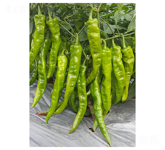 皺牛角1號(hào)-牛角椒種子-川椒種業(yè)