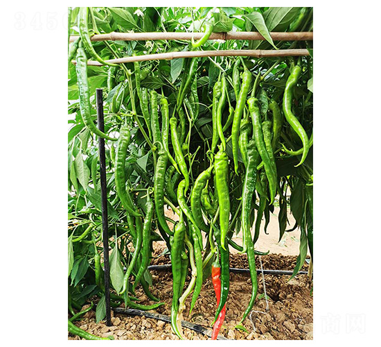 新尖椒1號(hào)-尖椒種子-川椒種業(yè)