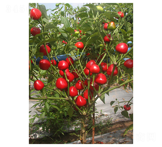 圓珠椒1號(hào)-草莓椒種子-川椒種業(yè)