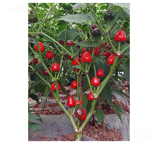 圓珠椒2號-草莓椒種子-川椒種業(yè)