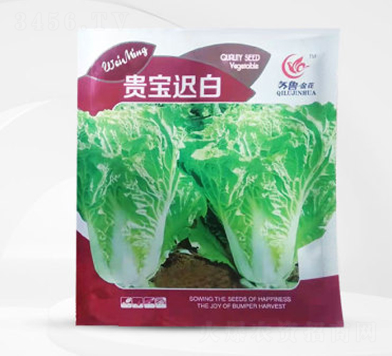 貴寶遲白-白菜種子-偉銘種業(yè)