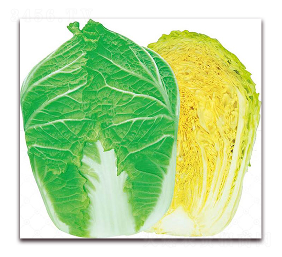 神獅皇冠-白菜種子-新世紀(jì)