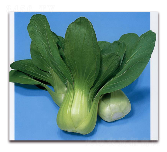 夏帝-青梗菜種子-農(nóng)播王