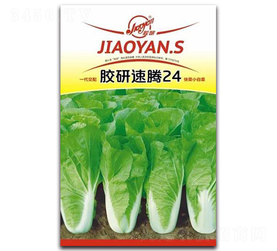 膠研速騰24-小白菜種子-膠研