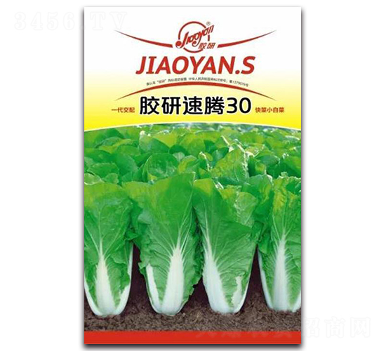 膠研速騰30-小白菜種子-膠研