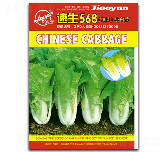 速生568-小白菜種子-膠研
