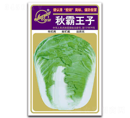 秋霸王子-秋播白菜種子-膠研