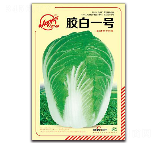 膠白一號(hào)-秋播白菜種子-膠研