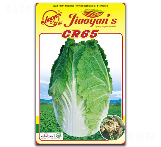 CR65-秋播白菜種子-膠研