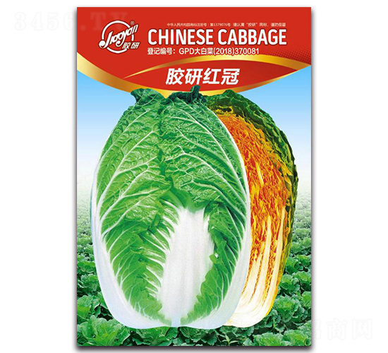 膠研紅冠-秋播白菜種子-膠研