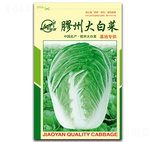 膠州大白菜-秋播白菜種子-膠研