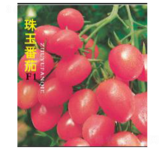 珠玉-番茄種子-魯種