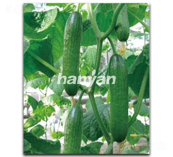 漢研迷你2號-黃瓜種子-漢研