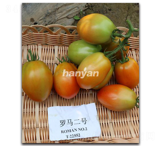 羅馬二號-番茄種子-漢研