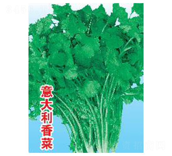 意大利香菜-香菜種子-魯種