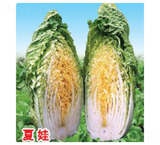 夏娃-白菜種子-魯種