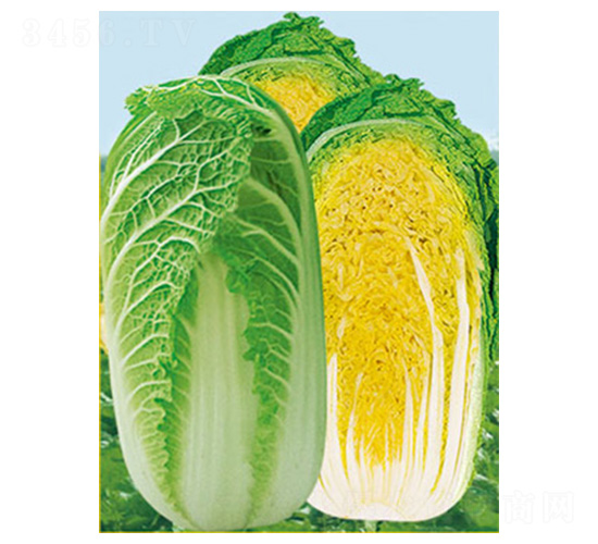 火娃3號-白菜種子-魯種