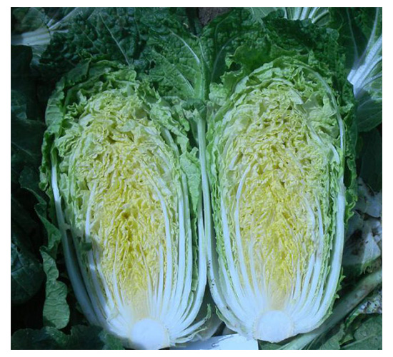 春秋金旺-白菜種子-魯種