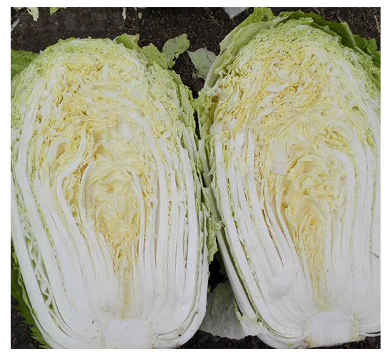 全福3號(hào)-白菜種子-魯種