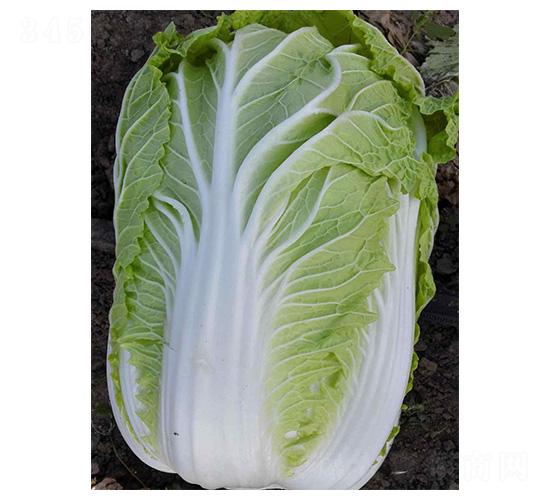 全福4號(hào)-白菜種子-魯種