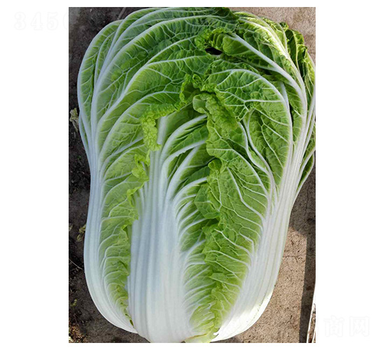 全福5號-白菜種子-魯種