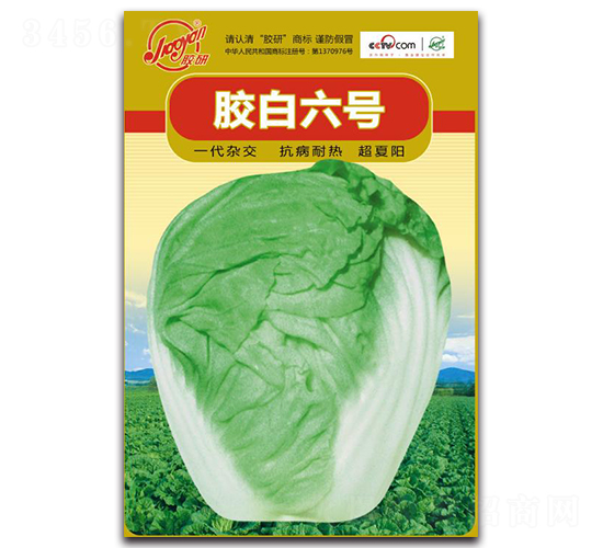 膠白六號-夏播白菜種子-膠研