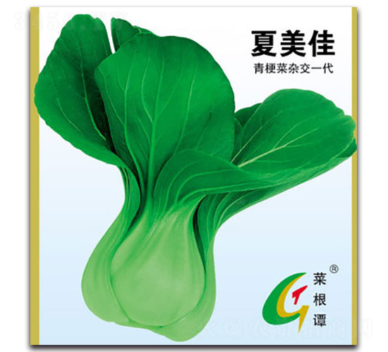 夏美佳-青梗菜種子-北方種業(yè)