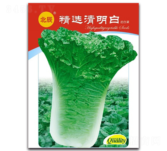 精選清明白-遲白菜種子-北方種業(yè)