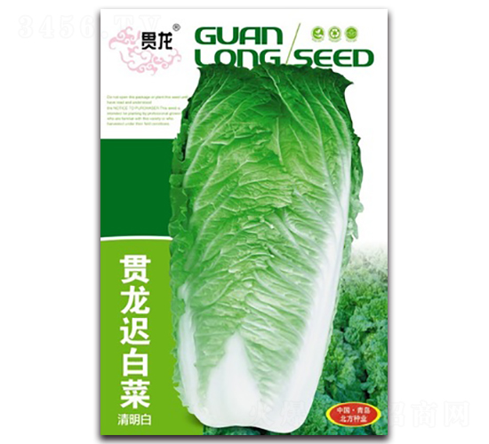 貫龍遲白菜-遲白菜種子-北方種業(yè)