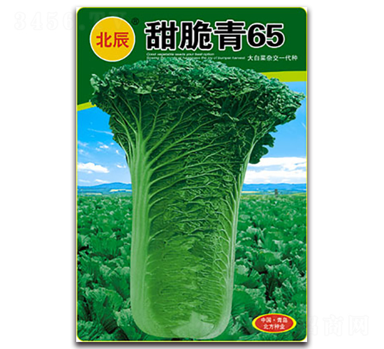 甜脆青65-遲白菜種子-北方種業(yè)
