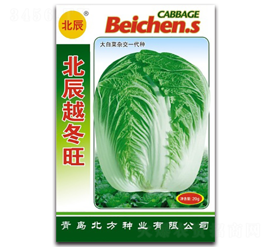 北辰越冬旺-大白菜種子-北方種業(yè)