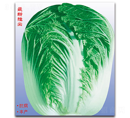 北辰秋抗王-大白菜種子-北方種業(yè)