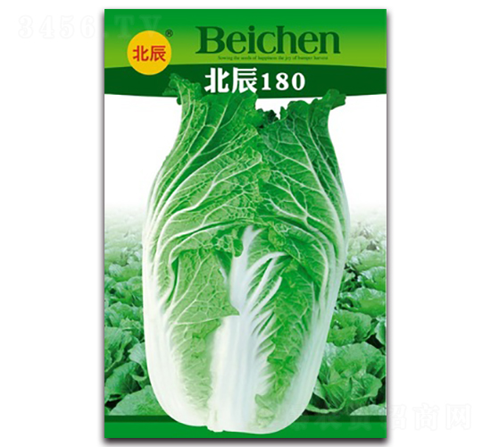 北辰180-大白菜種子-北方種業(yè)